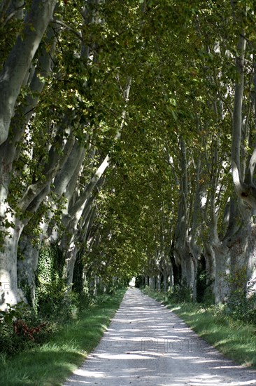 Track lined with plane trees