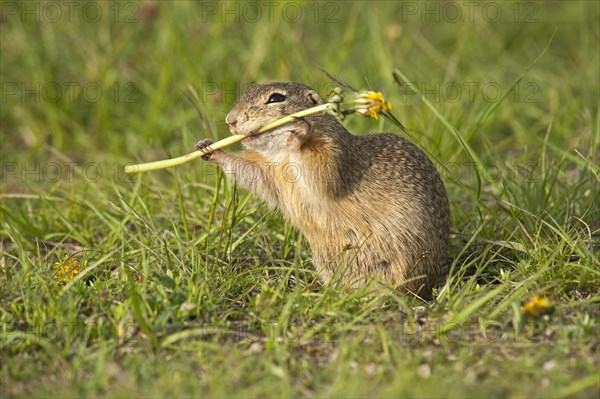 European Ground Squirrel or European Souslik (Spermophilus citellus)