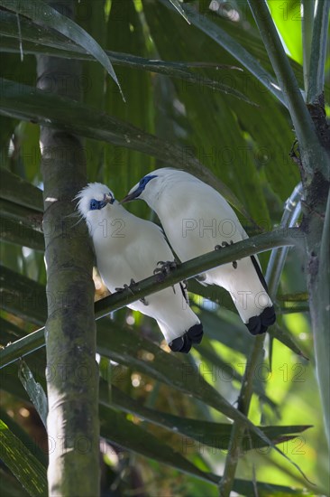Bali Starlings (Leucopsar rothschildi)