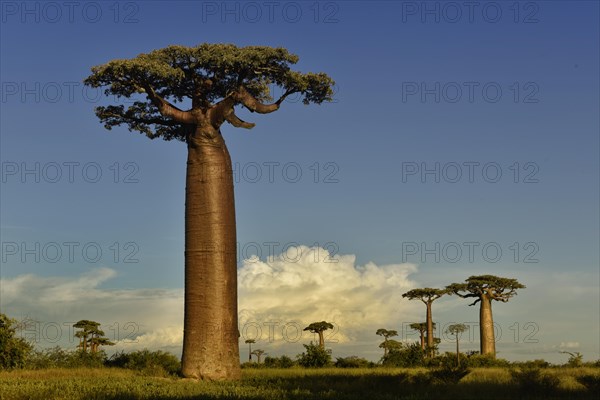 Baobab Avenue (Adansonia grandidieri) in West Madagascar