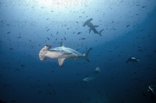 Scalloped hammerhead shark (Sphyrna lewini)