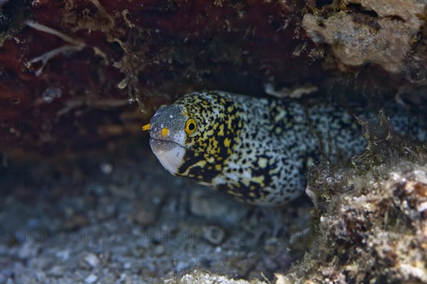 Snowflake moray (Echidna nebulosa)