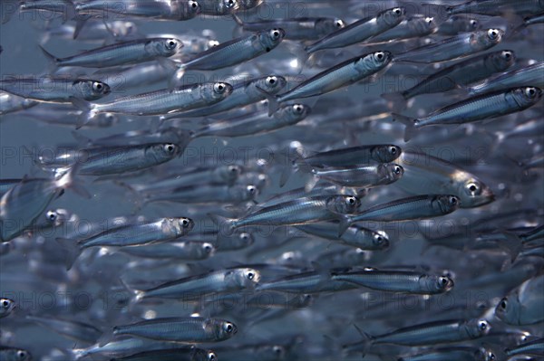 Swarm of sweeper fish (Parapriacanthus)