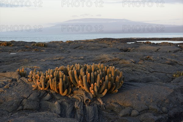 Lava Cactus (Brachycereus nesioticus) in evening light