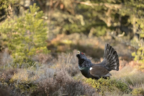 Western Capercaillie (Tetrao urogallus) adult male