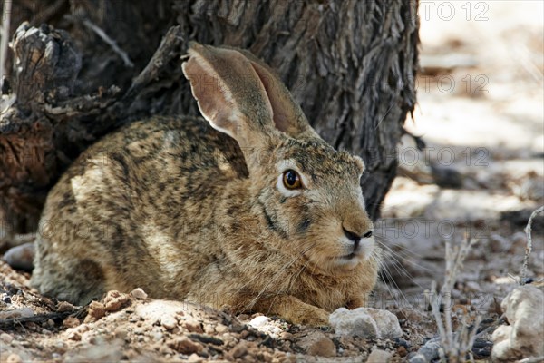 Cape Hare (Lepus capensis) adult