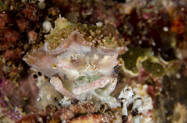 Corallimorph Decorator Crab (Cyclocoeloma tuberculata) wearing Corallimorph corals for protection and camouflage