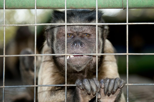 Capuchin Monkey (Cebinae sub-family)