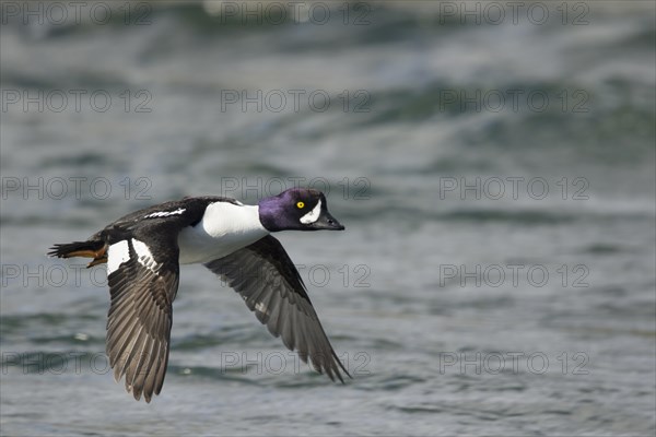 Barrow's Goldeneye (Bucephala islandica) male flying along river