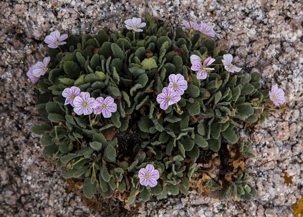 Corsican Storksbill (Erodium corsicum)