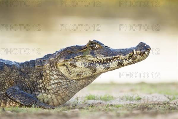 Yacare Caiman (Caiman yacare)