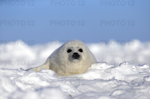 Harp Seal or Saddleback Seal (Pagophilus groenlandicus