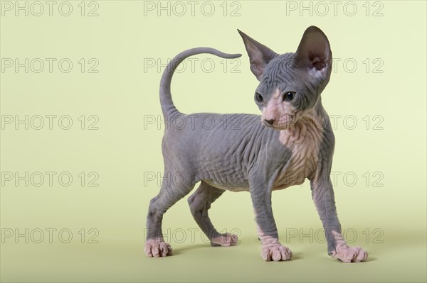 Donskoy cat or Don Sphynx