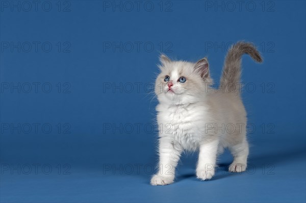 Ragdoll cat