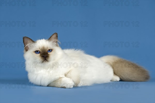 Birman Cat