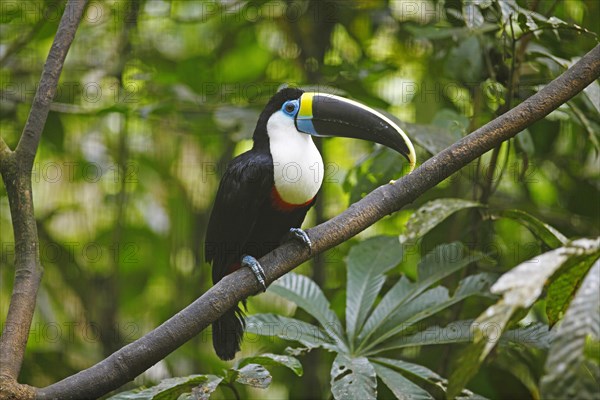 White-throated toucan (Ramphastos tucanus)