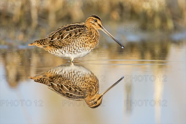 Common Snipe (Gallinago gallinago)