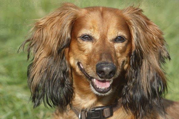 Long-haired dachshund