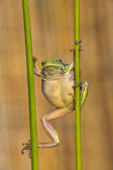 Tree frog (Hyla arborea)