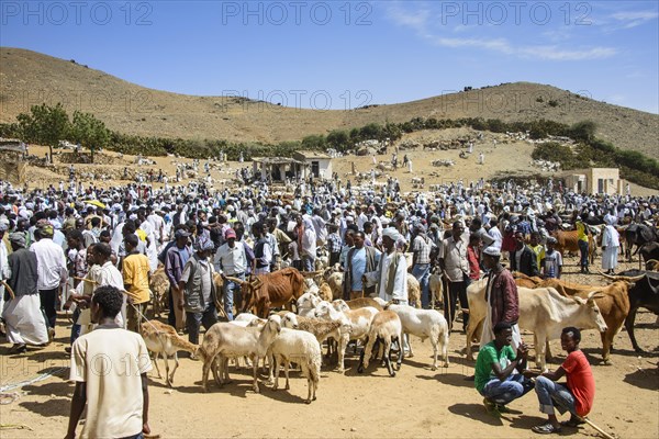 The Monday animal market of Keren