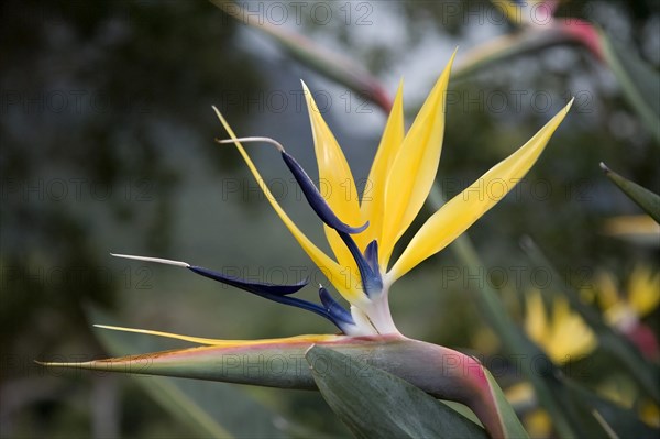 Strelitzia or Bird of Paradise (Strelitzia reginae Mandela's Gold)