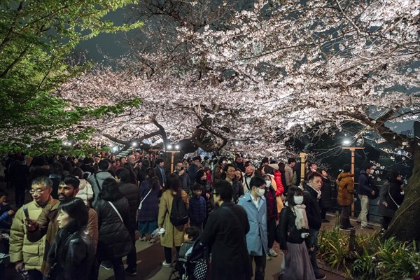 Tourists and Japanese under blossoming cherry foams at night