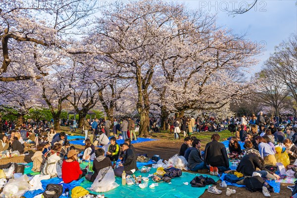 Japanese picnic under cherry blossoms in Yoyogi Park at Hanami Fest