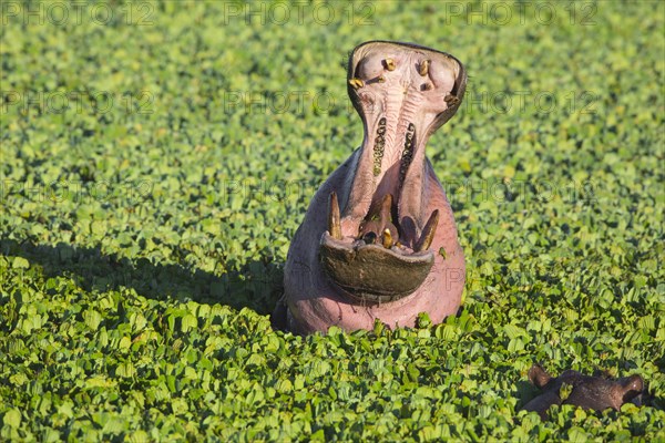 Hippopotamus (Hippopotamus amphibius) with open mouth displaying dominance in a pond covered with water lettuce