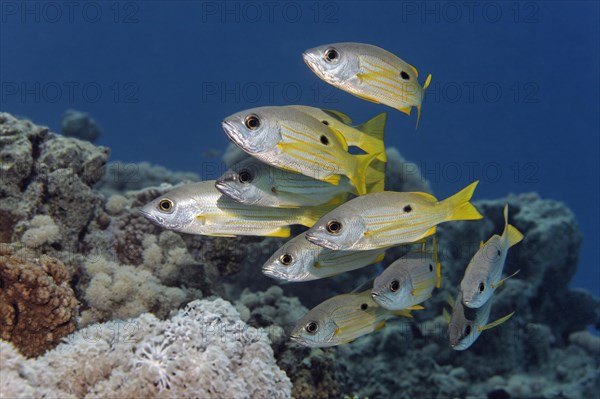 Small shoal of Dory snappers (Lutjanus fulviflamma)