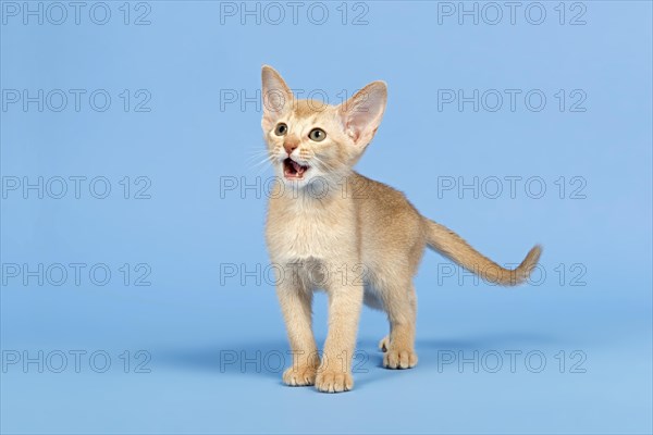 Abyssinian kitten