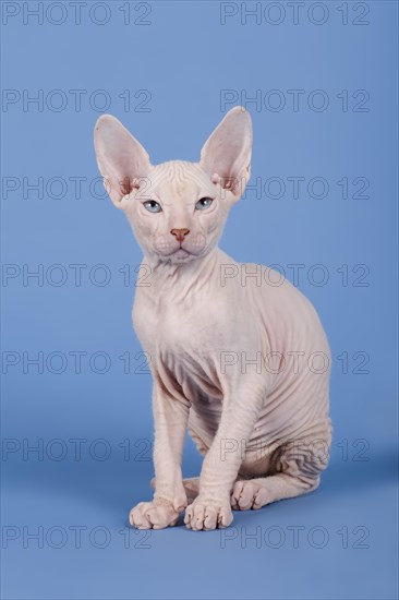 Don Sphynx kitten