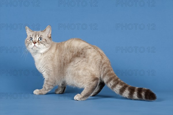 Selkirk Rex cat