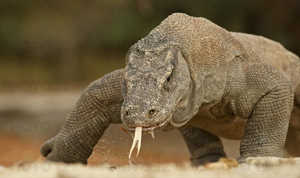 Komodo Dragon (Varanus komodoensis)
