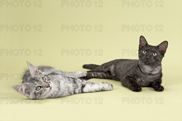 Maine Coon and Egyptian Mau cats