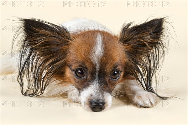 Papillon dog