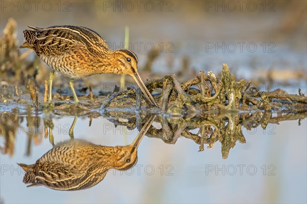 Common Snipe (Gallinago gallinago)