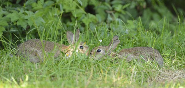 Two young European rabbit (Oryctolagus cuniculus)
