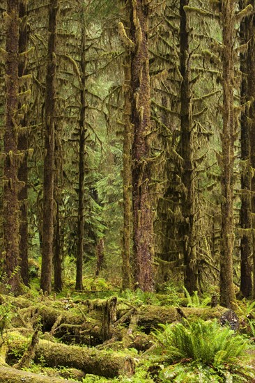 Hoh Rainforest