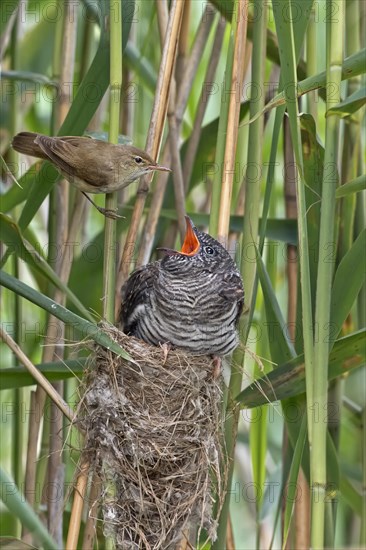 Cuckoo (Cuculus canorus)