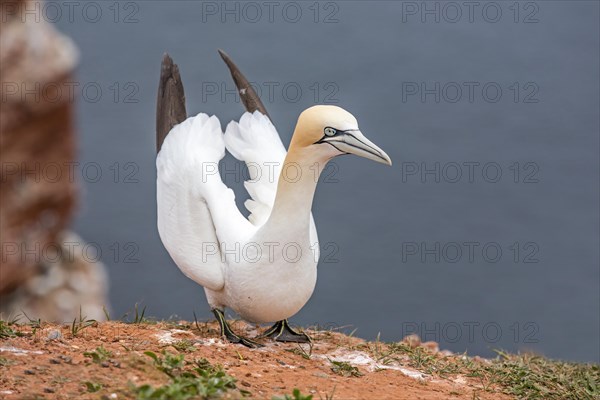 Northern Gannet (Morus bassanus)