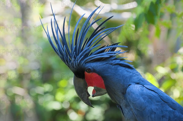 Palm Cockatoo or Great Palm Cockatoo (Probosciger aterrimus)