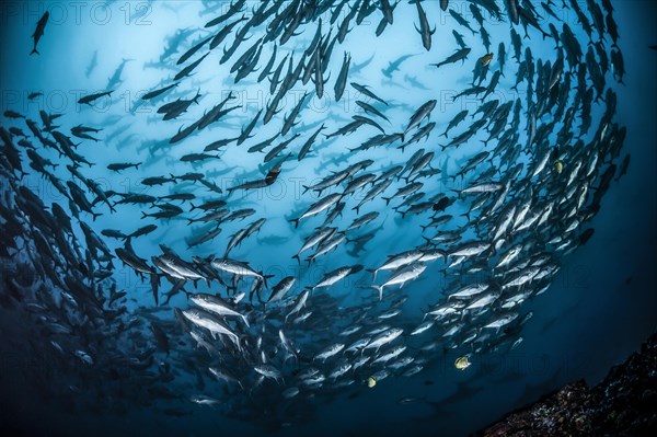 School of bigeye trevally fish (Caranx sexfasciatus) and large school of scalloped hammerhead sharks (Sphyrna lewini) behind