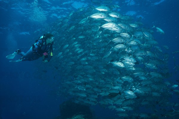 Female diver watching a school of Bigeye Trevallies (Caranx sexfasciatus)