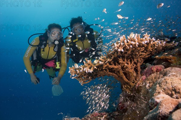 Divers watching a school of Pigmy Sweepers (Parapriacanthus ransonneti)