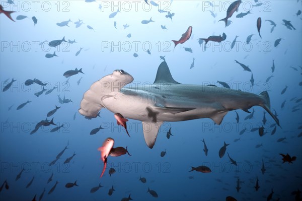 Scalloped hammerhead shark (Sphyrna lewini)