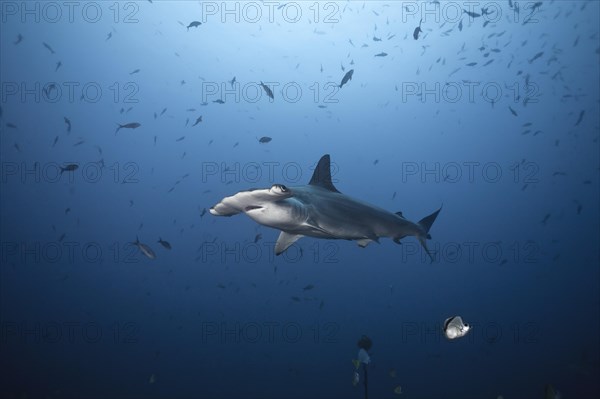 Scalloped Hammerhead Shark (Sphyrna lewini)