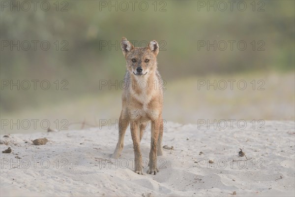 Golden jackal (Canis aureus) standing on sandy ground