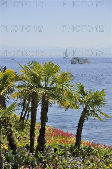 Palm trees on the lakeside promenade