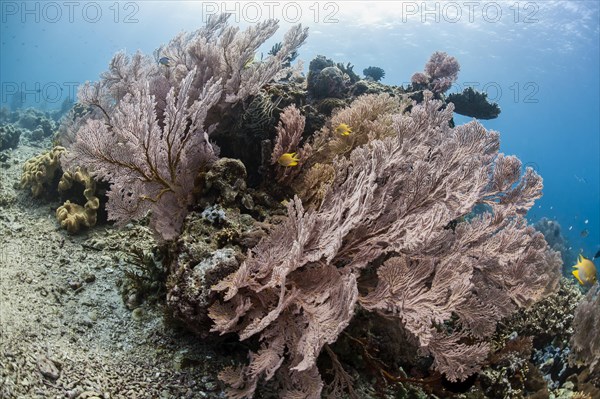 Red Giant Fan Coral (Melithaea sp.) with Behn's Damsel (Neoglyphidodon nigroris)