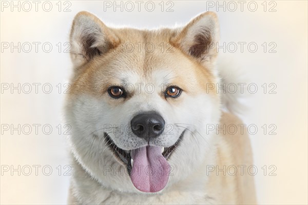 Akita Inu